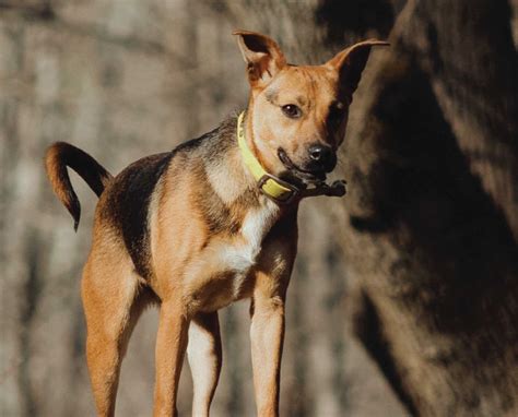 This group is to bring Indiana squirrel dog breeders, trainers and hunters together so the love they share for the sport can be there for everyone to enjoy. . Mountain feist squirrel dogs for sale